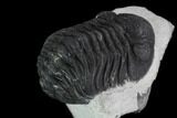 Bargain, Morocops Trilobite - Visible Eye Facets #92205-4